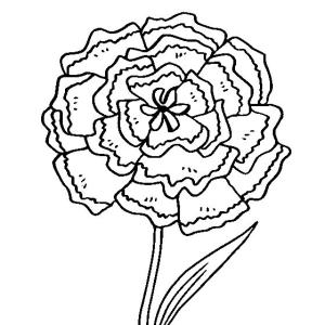 Karanfil boyama sayfası,  coloring page, Büyük Karanfil, 