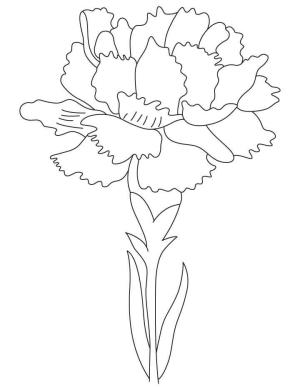 Karanfil boyama sayfası,  coloring page, Karanfil Doğum Çiçeği, 