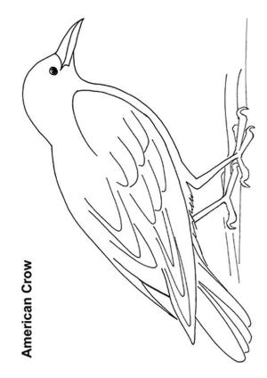 Karga boyama sayfası,  coloring page, Amerikan Kargası, 