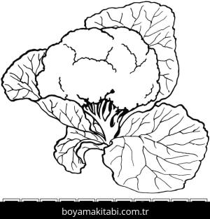 Karnabahar boyama sayfası – renkli çizimler, okul öncesi