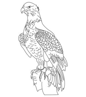Kartal boyama sayfası, coloring page, Temel Kartal,