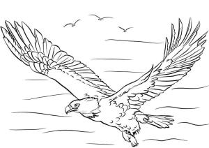 Kartal boyama sayfası, coloring page, Kartal Uçan,