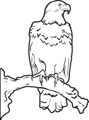 Kartal boyama sayfası, coloring page, Dal Ağacında Duran Serin Kartal,