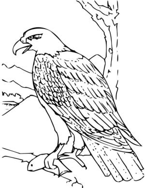 Kartal boyama sayfası, coloring page, Kel Kartal,