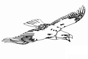 Kartal boyama sayfası, coloring page, Büyük Kartal Uçan,