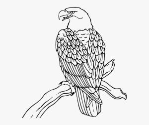 Kartal boyama sayfası, coloring page, Dal Ağaçta duran kel Kartal,