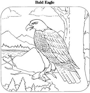 Kartal boyama sayfası, coloring page, Dal Ağacında Duran Kartal,