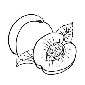 Kayısı boyama sayfası,  coloring page, Kayısı Çekirdeği Yağı, 