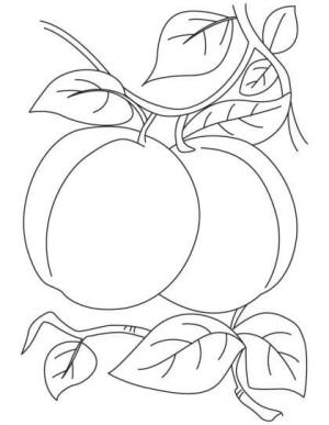 Kayısı boyama sayfası,  coloring page, Yapraklı İki Kayısı, 