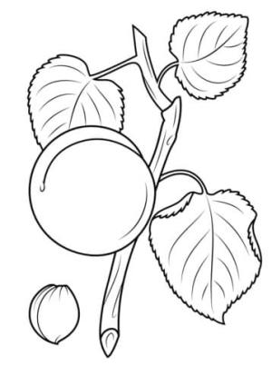 Kayısı boyama sayfası,  coloring page, Kayısı Şubesi, 