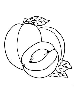 Kayısı boyama sayfası,  coloring page, Temel Kayısı, 