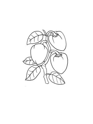 Kayısı boyama sayfası,  coloring page, Kayısı Yazdırılabilir, 