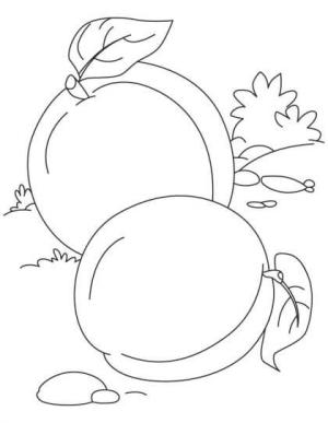 Kayısı boyama sayfası,  coloring page, İki Temel Kayısı, 