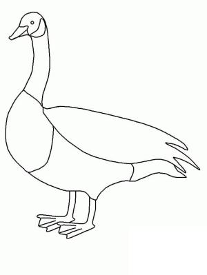 Kaz boyama sayfası,  coloring page, Şaşırtıcı Kaz, 