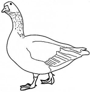 Kaz boyama sayfası,  coloring page, Sevimli Kaz, 