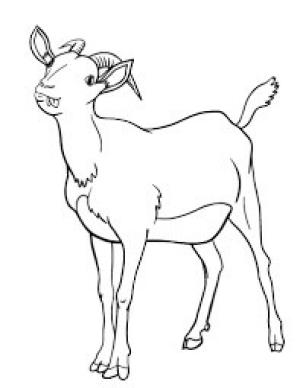 Keçi boyama sayfası, Goat coloring page, Mutlu Keçi, 