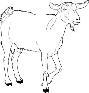 Keçi boyama sayfası, Goat coloring page, Keçi Yürüyüşü, 