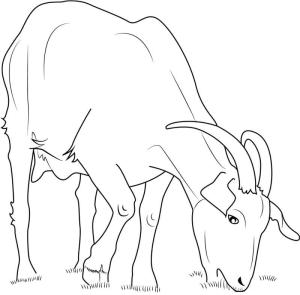 Keçi boyama sayfası, Goat coloring page, Yerli Keçi Yeme, 