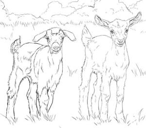 Keçi boyama sayfası, Goat coloring page, Iki Keçi, 