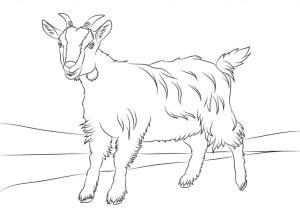 Keçi boyama sayfası, Goat coloring page, Basit Keçi, 