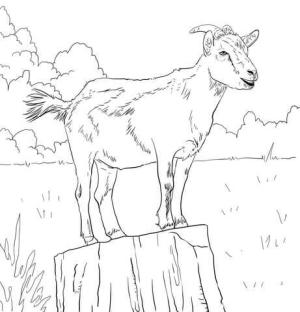 Keçi boyama sayfası, Goat coloring page, Gerçekçi Yerli Keçi, 