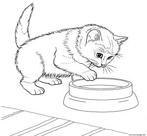 Kedi Yavrusu boyama sayfası,  coloring page, Cava Kedi Yavrusu, 