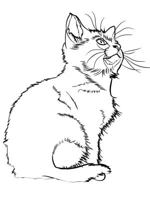 Kedi Yavrusu boyama sayfası,  coloring page, Kitten, 