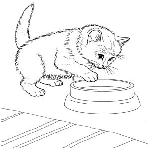 Kedi Yavrusu boyama sayfası,  coloring page, Javanese Kitten, 