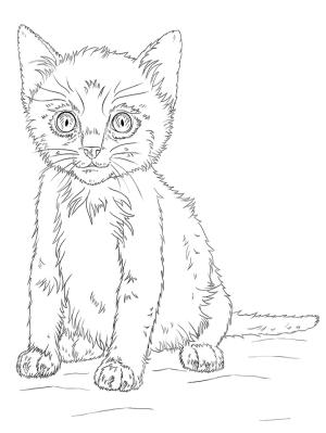 Kedi Yavrusu boyama sayfası,  coloring page, Sad Kitten, 