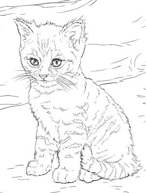 Kedi Yavrusu boyama sayfası,  coloring page, Cute Kitten, 