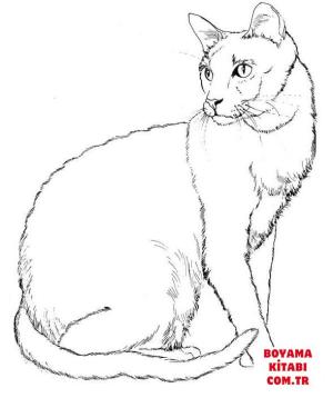 Kedi boyama sayfası, Cat coloring page, , Cats Cat