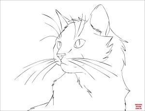 Kedi boyama sayfası, Cat coloring page, , Cats Cat Portrait