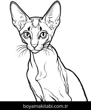Kedi boyama sayfası, Cat coloring page, , 38)