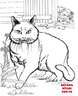 Kedi boyama sayfası, Cat coloring page, , Cats Cat In The Yard