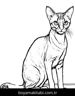Kedi boyama sayfası, Cat coloring page, , 36)