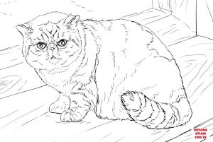 Kedi boyama sayfası, Cat coloring page, , Cats Exotic Shorthair Cat