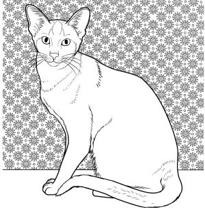 Kedi boyama sayfası, Cat coloring page, , Cats Oriental Siamese Cat