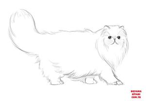 Kedi boyama sayfası, Cat coloring page, , Cats Persian Cat