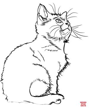 Kedi boyama sayfası, Cat coloring page, , Cats Kitten