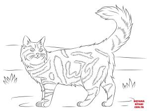 Kedi boyama sayfası, Cat coloring page, , Cats Maine Coon Cat