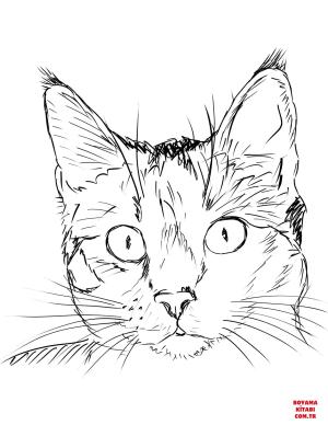 Kedi boyama sayfası, Cat coloring page, , Cats Cat Portrait