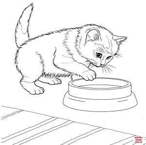 Kedi boyama sayfası, Cat coloring page, , Cats Javanese Kitten