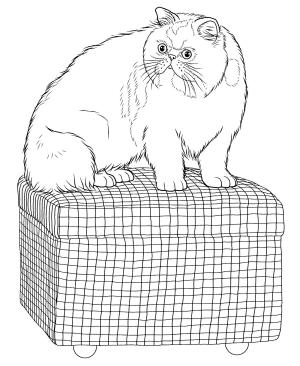 Kedi boyama sayfası, Cat coloring page, , Cats Persian Cat