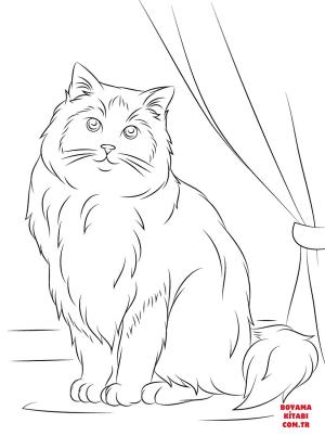 Kedi boyama sayfası, Cat coloring page, , Cats Ragdoll Cat