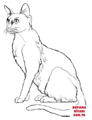 Kedi boyama sayfası, Cat coloring page, , Cats Cat