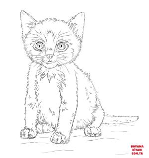 Kedi boyama sayfası, Cat coloring page, , Cats Kitten