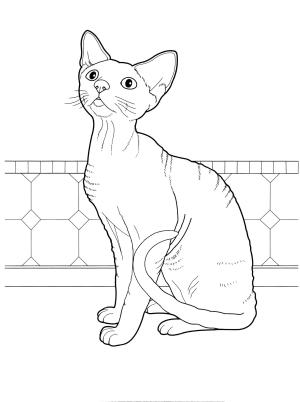 Kedi boyama sayfası, Cat coloring page, , Cats Devon Rex