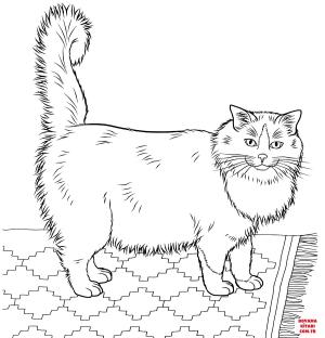 Kedi boyama sayfası, Cat coloring page, , Cats Ragdoll