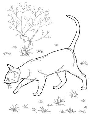 Kedi boyama sayfası, Cat coloring page, , Cats East Shorthair Cat