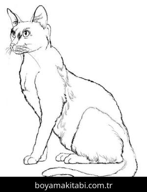 Kedi boyama sayfası – sevimli karakter, sanatsal çalışma